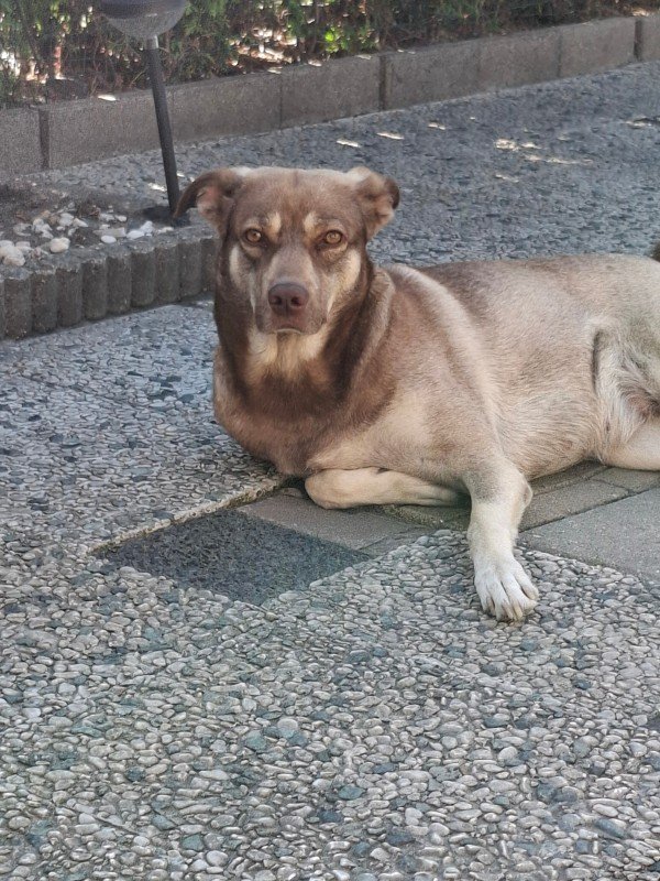 Lila