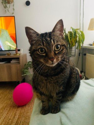 Dottie