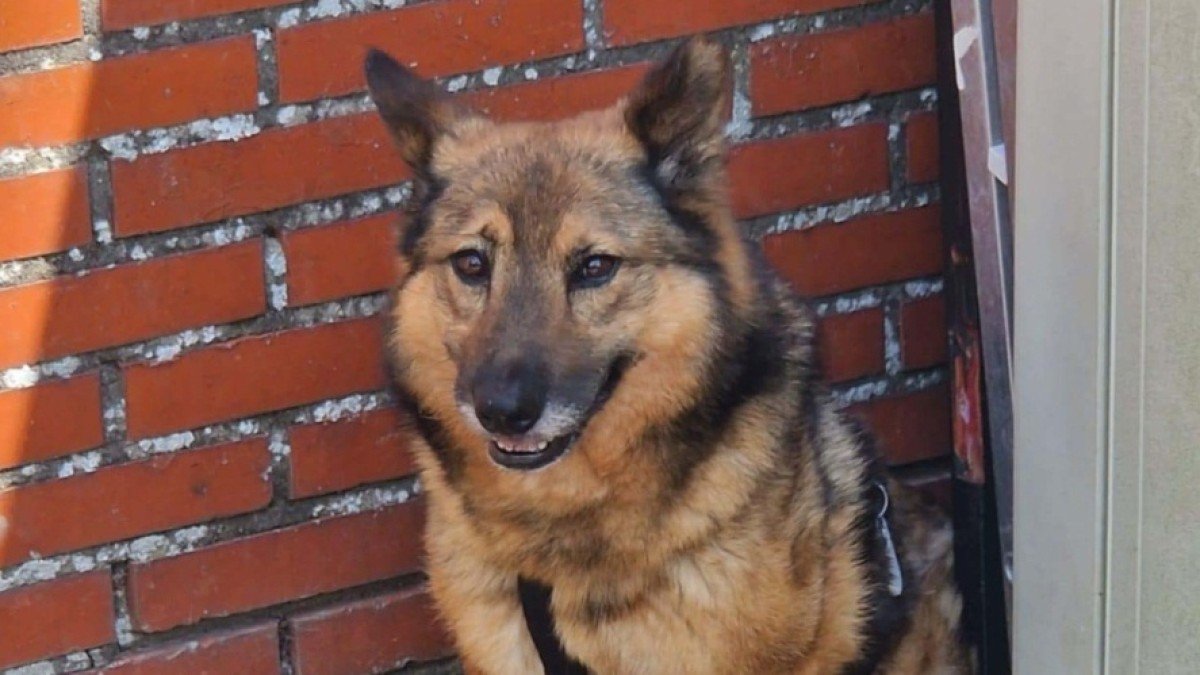 Uszatka
