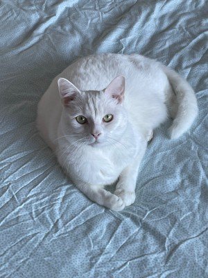 Frosty
