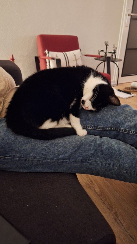 Noortje