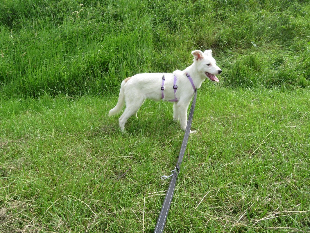 Meila
