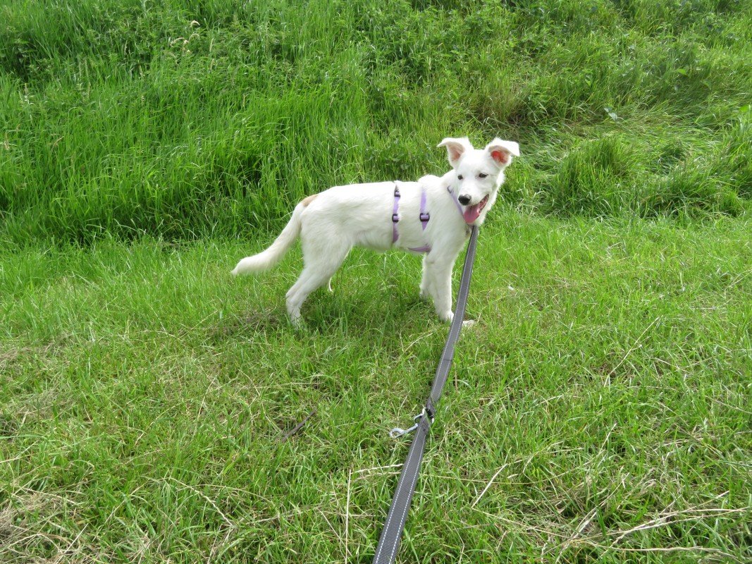 Meila