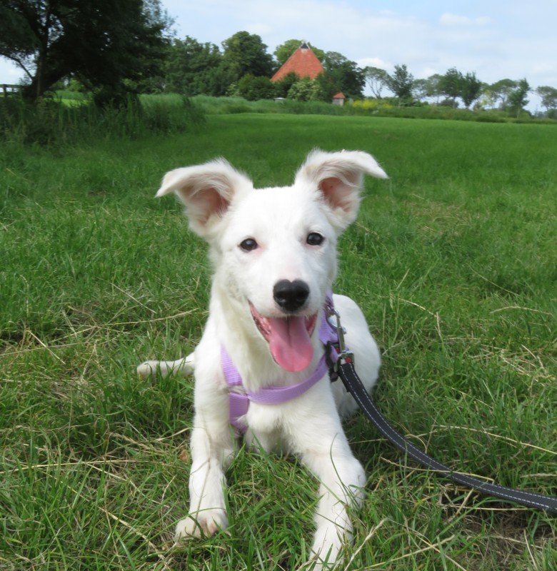 Meila