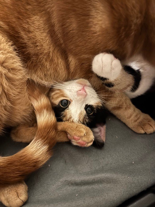 Vlinder