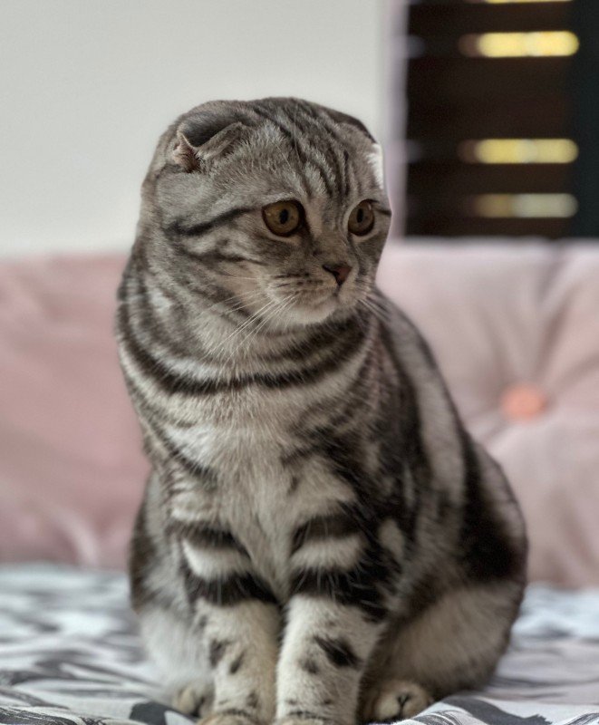 Musti