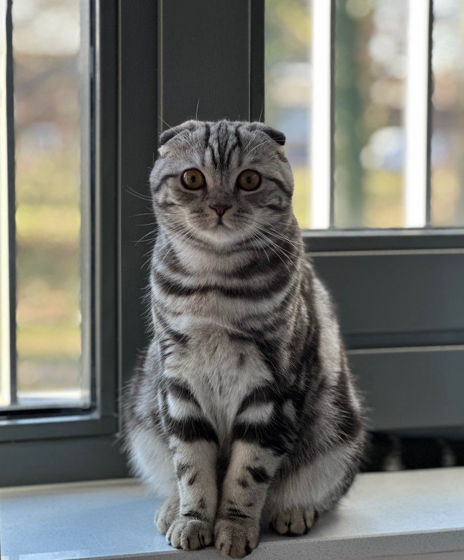 Musti