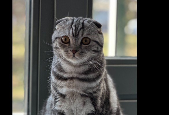Musti