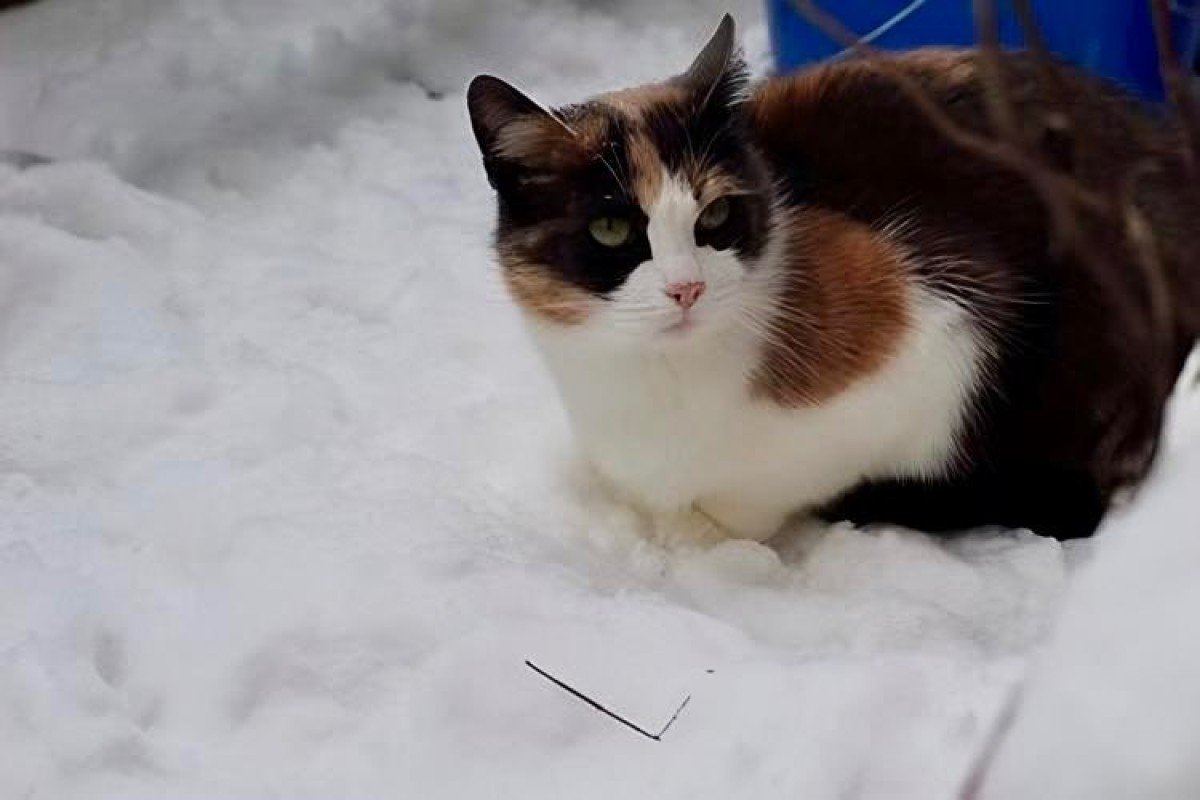 Lola