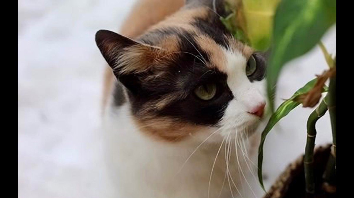 Lola