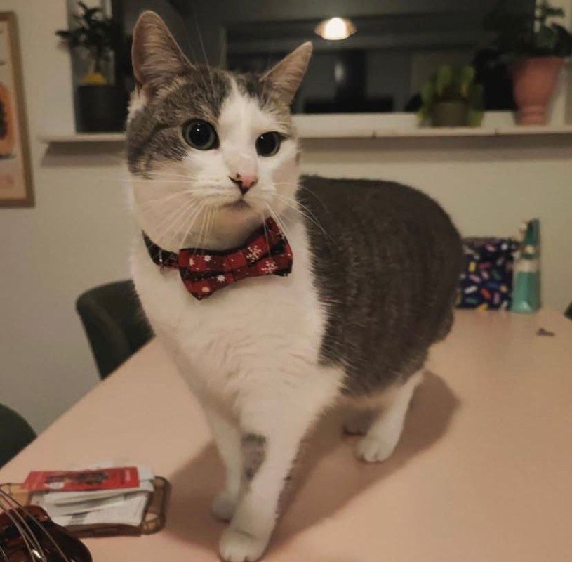 Kitkat