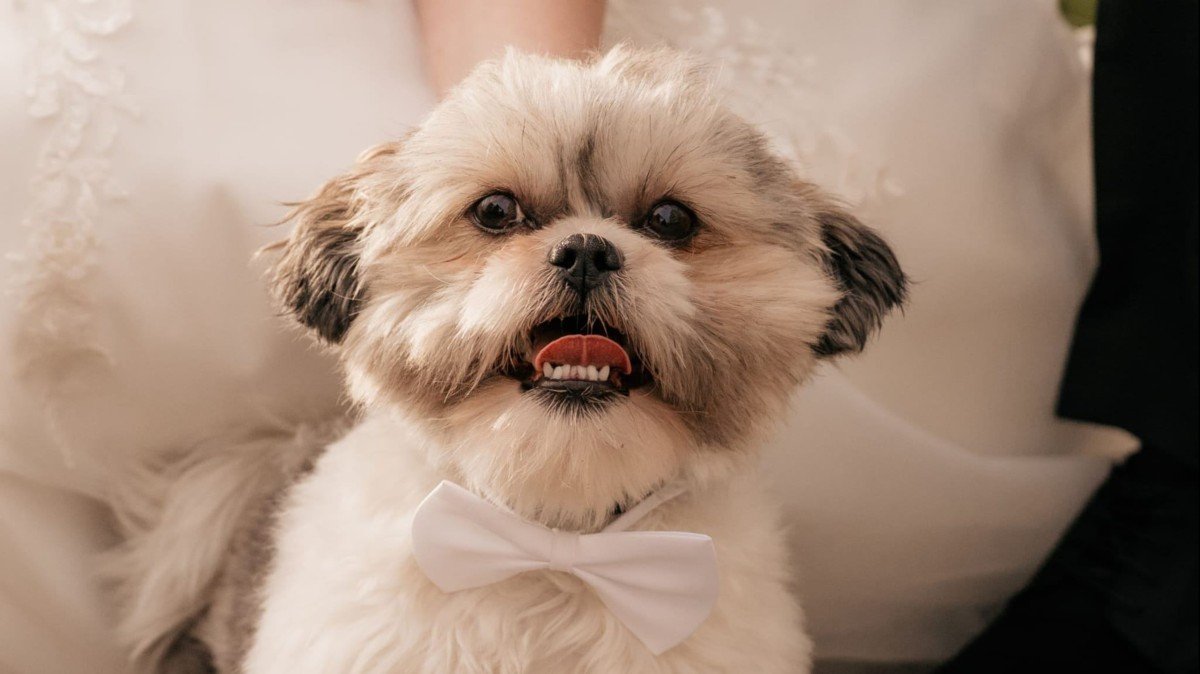 Teddy