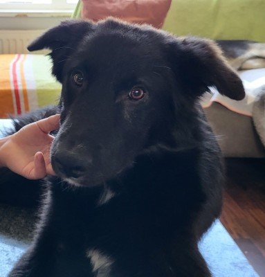 Morris