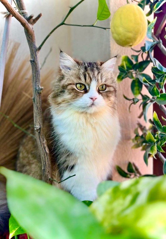 Lily