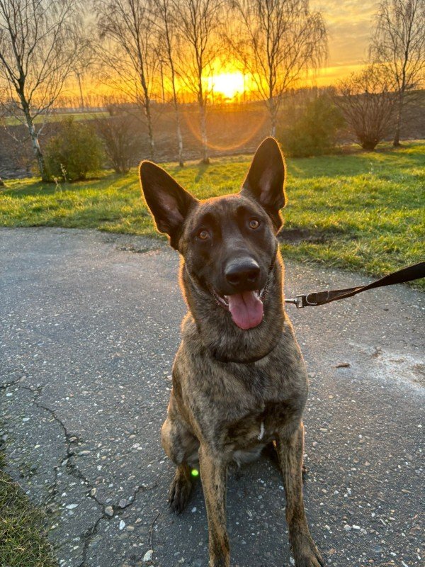 Dex