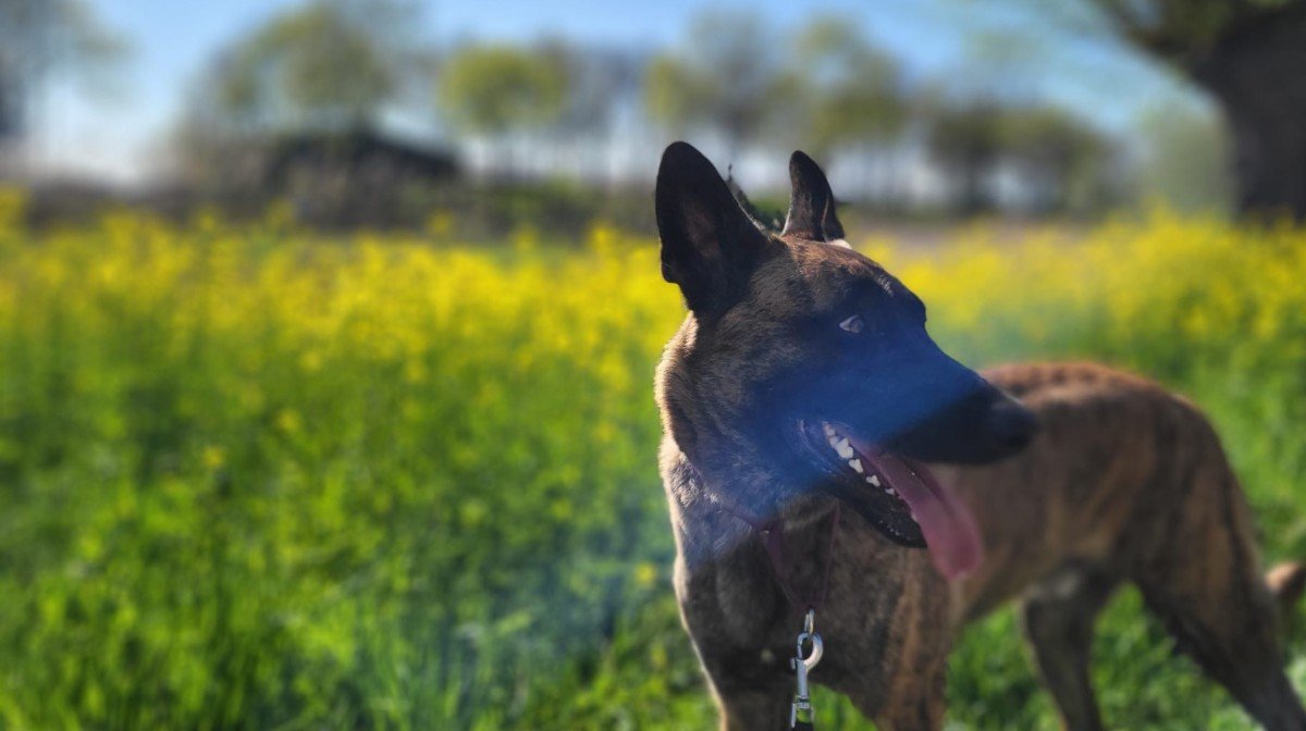 Dex