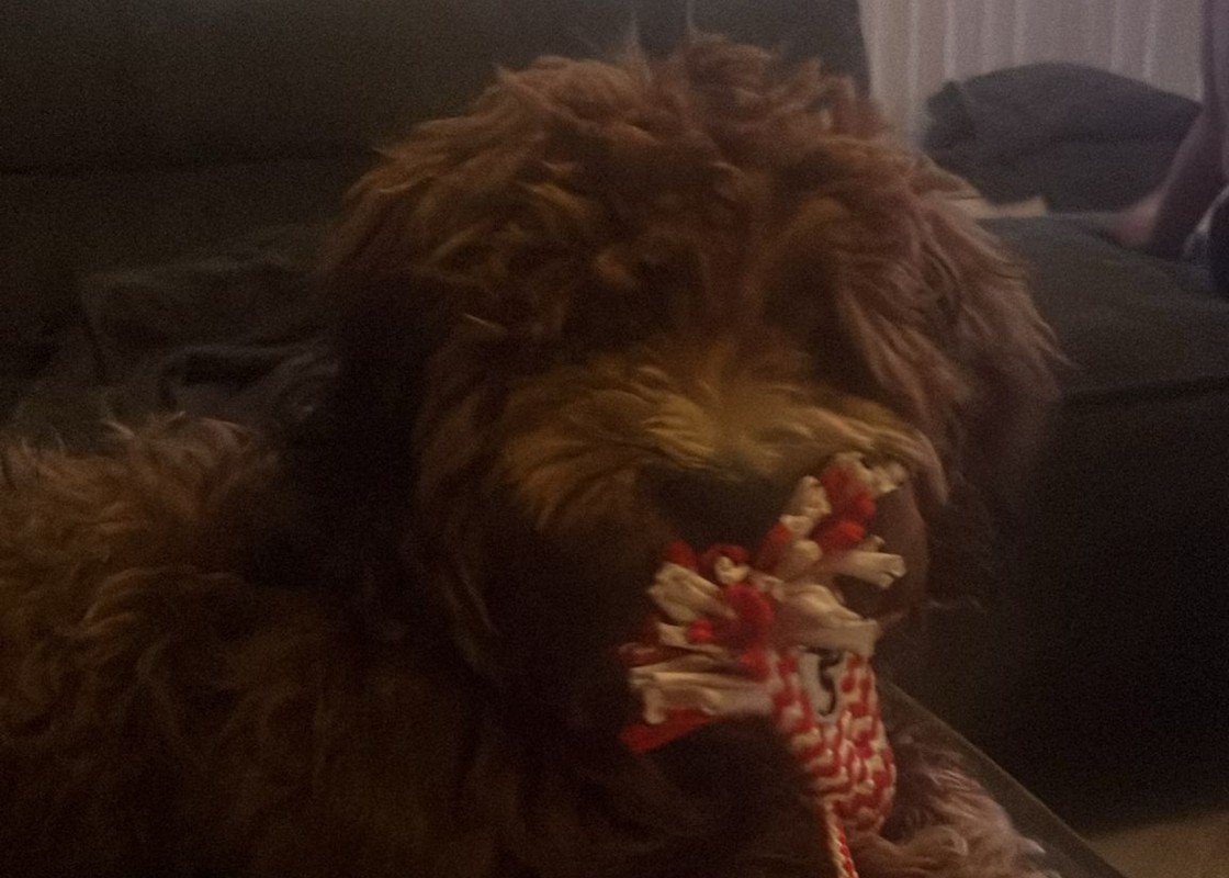 Ted