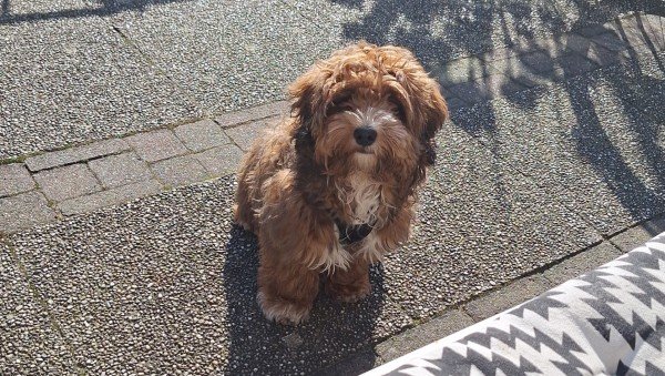 Ted