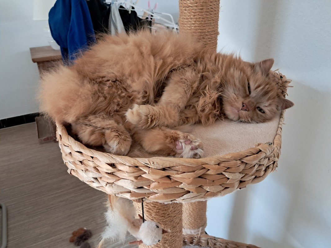 Jolie