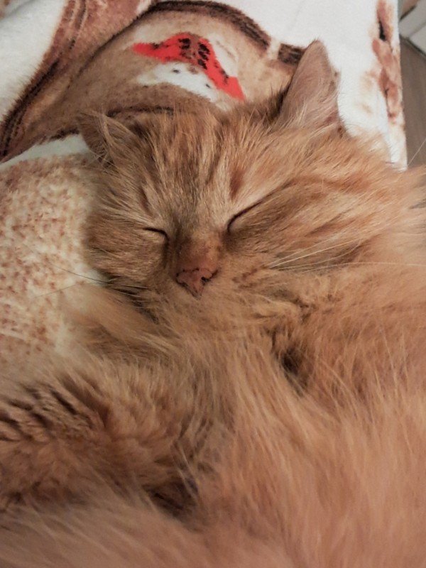 Jolie