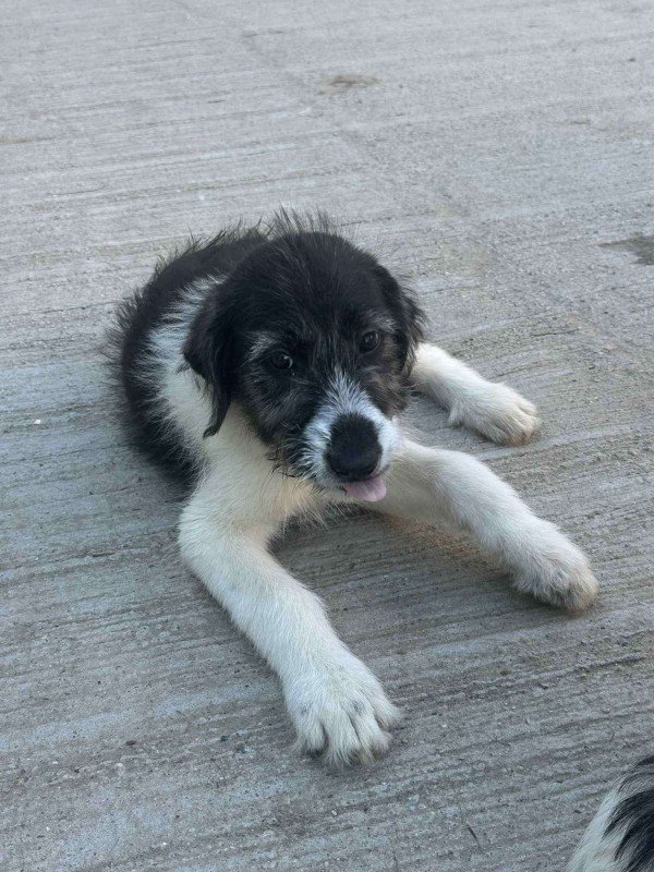 Xena