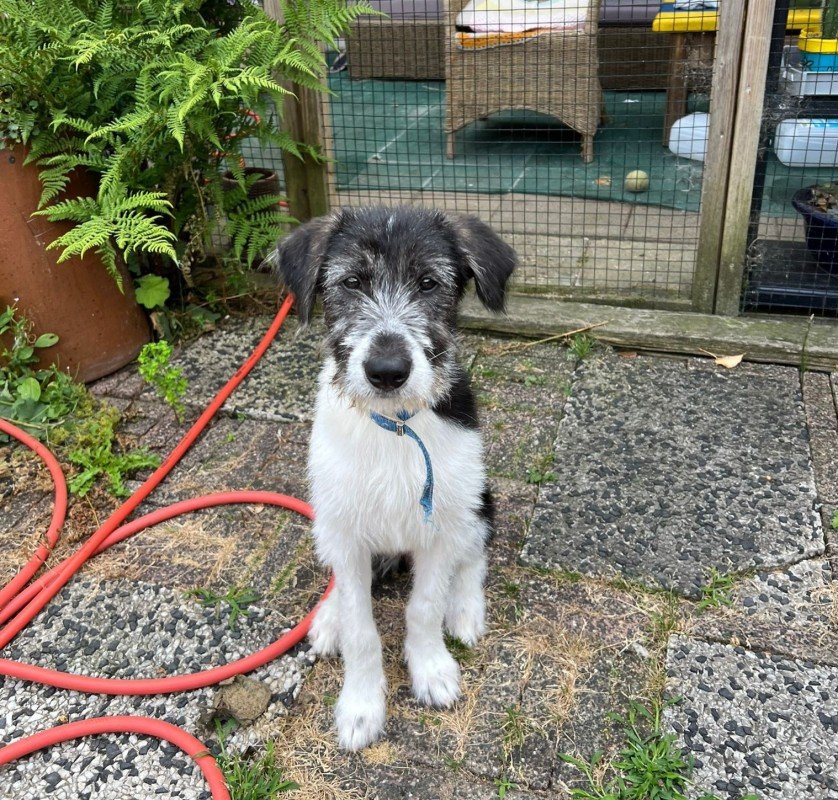 Xena