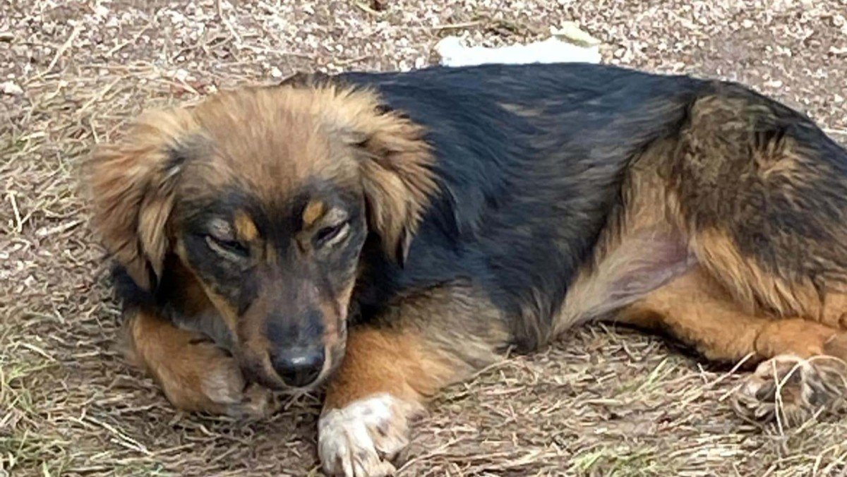 Tula