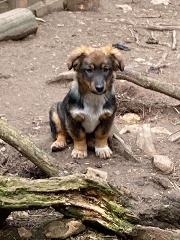 Tula