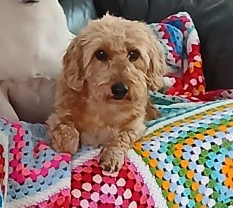 Loesje