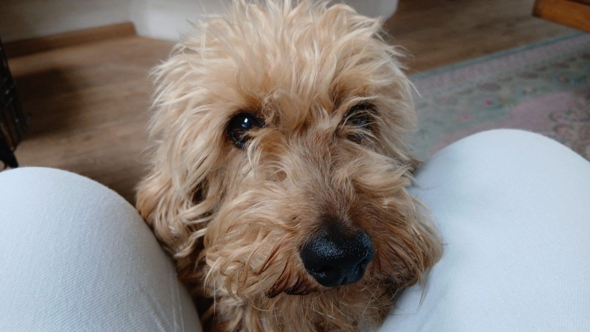 Loesje
