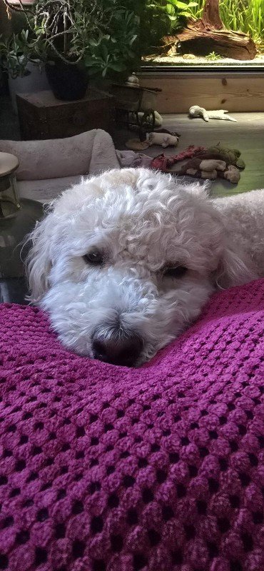 Bilbo