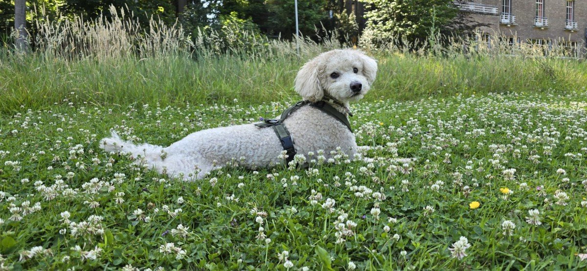 Bilbo
