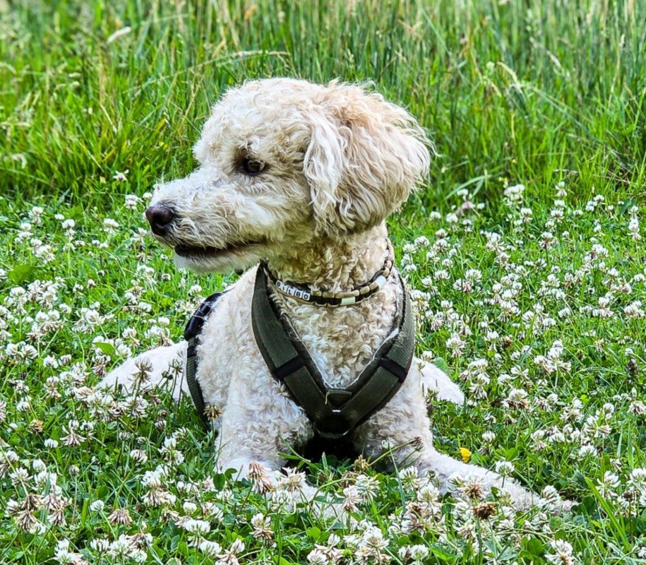 Bilbo
