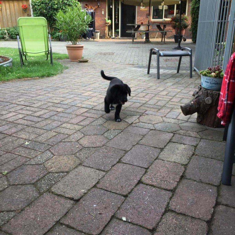 Pip