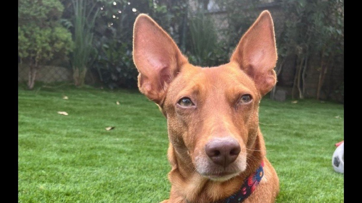 Rosie