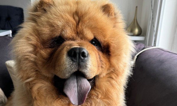 Chico