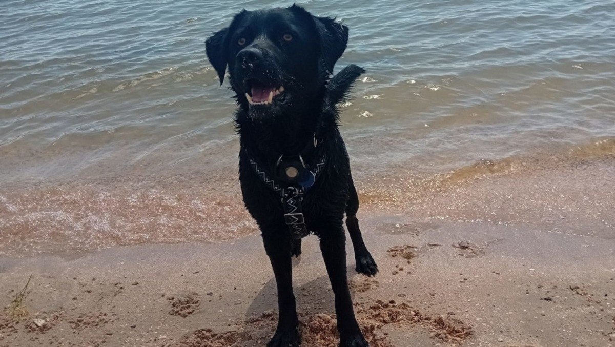 Loki