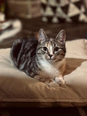 Lulu