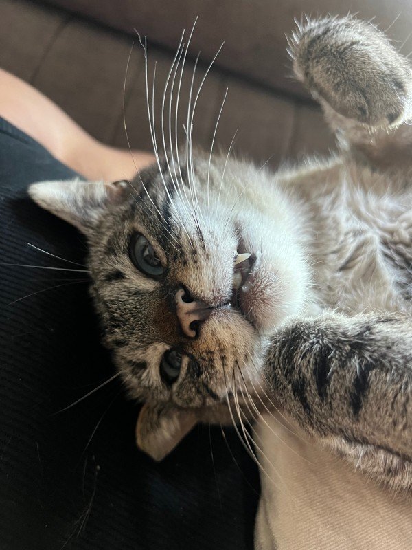 Tommy