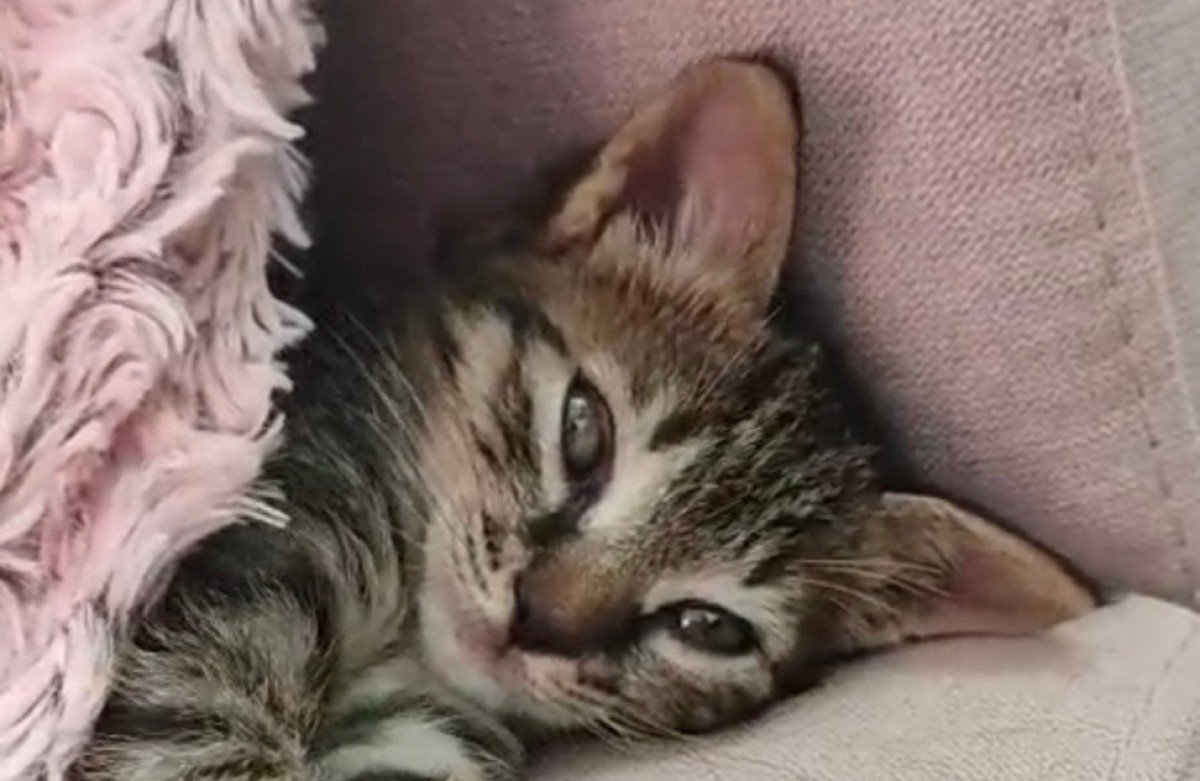 Mylo