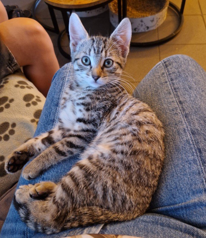 Mila