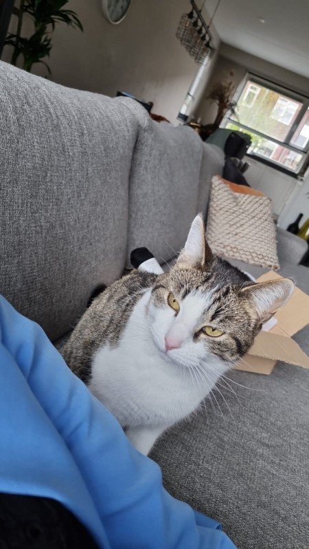 Nala