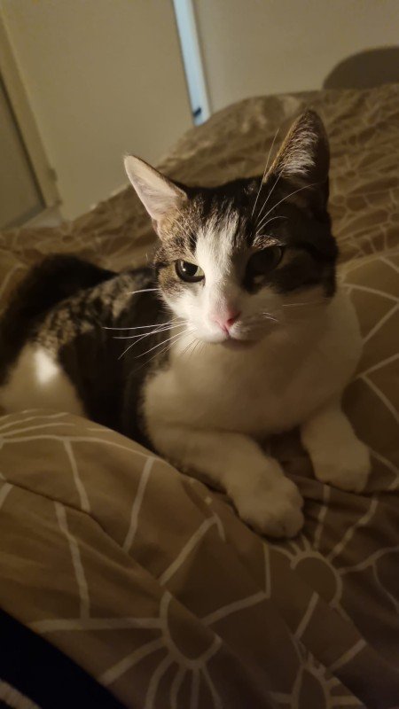 Nala