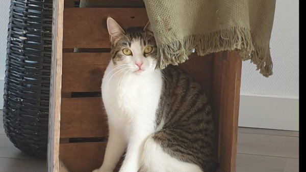 Nala