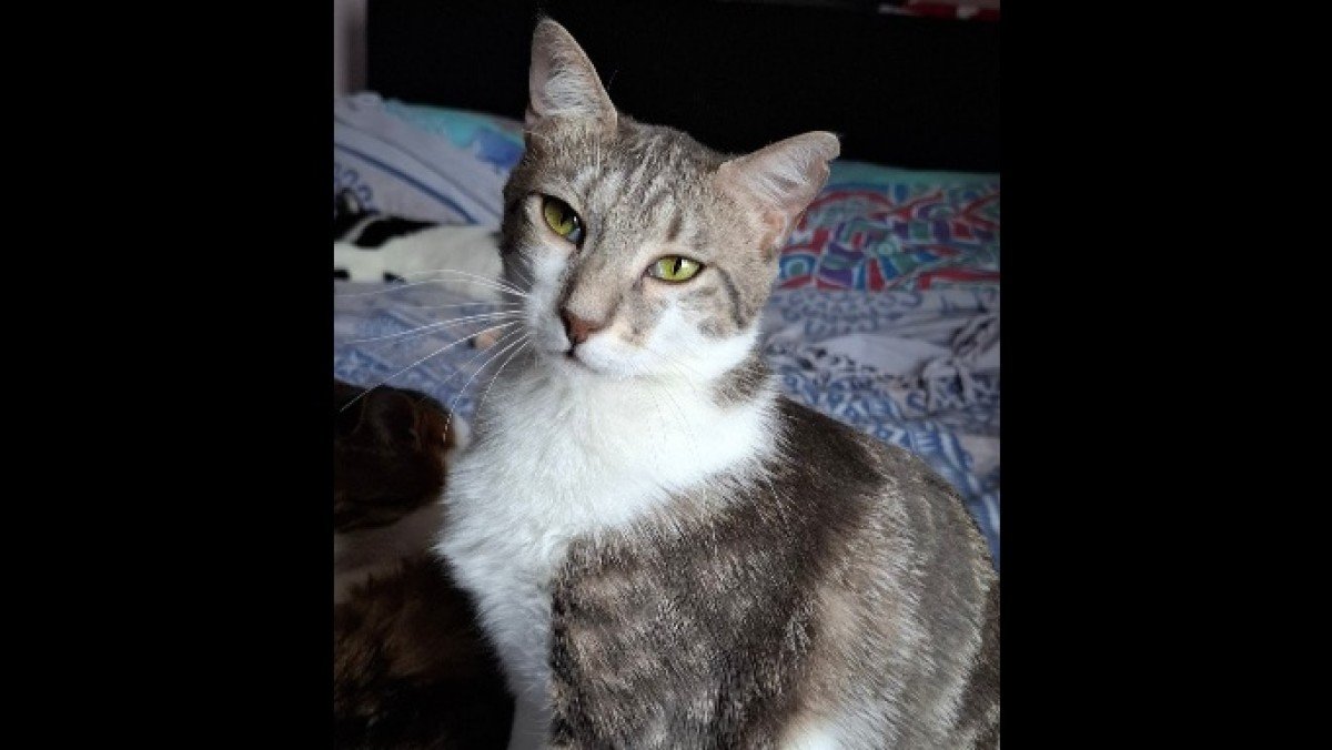 Tabitha