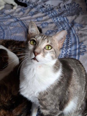 Tabitha