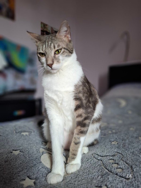 Tabitha