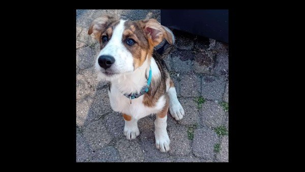 Milo