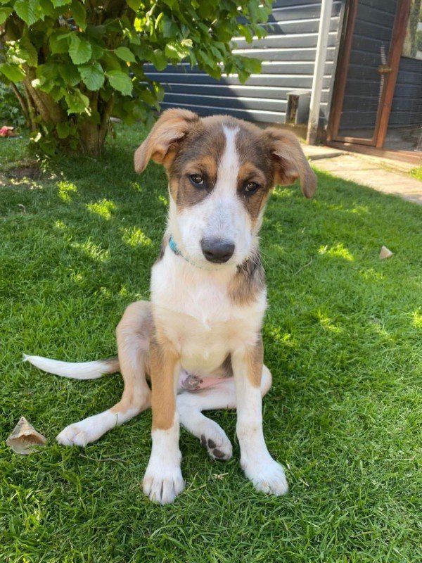 Milo
