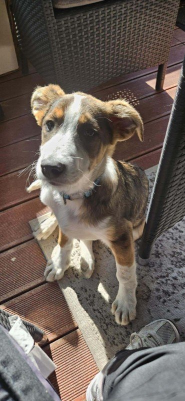Milo